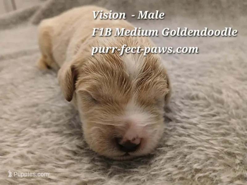 Vision F1B Medium Goldendoodle – Goldendoodle puppy for sale in Huntington, IN