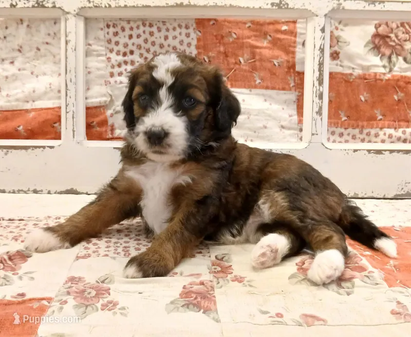 Ahsoka F1B Medium Bernedoodle – Bernedoodle puppy for sale in Huntington, IN
