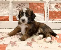 Ahsoka F1B Medium Bernedoodle, a female Bernedoodle and Poodle - Standard  for sale in Huntington, IN – 1 of 7