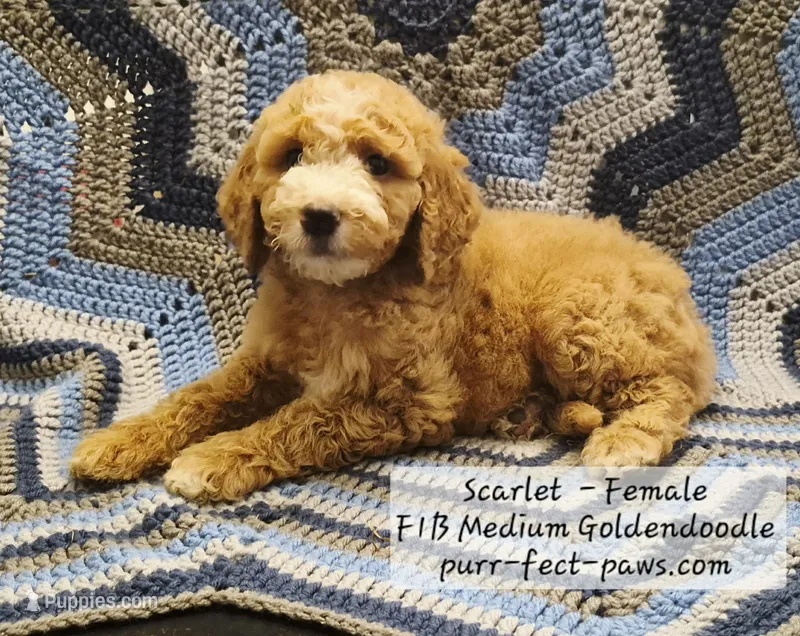 Scarlet F1B Medium Goldendoodle – Goldendoodle, Poodle - Standard  puppy for sale in Huntington, IN