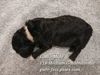 Loki F1B Medium Goldendoodle, a male Goldendoodle for sale in Huntington, IN – 4 of 4
