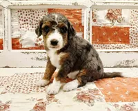 Leia F1B Medium Bernedoodle, a female Poodle - Multi-Colored Standard and Bernedoodle for sale in Huntington, IN – 2 of 7