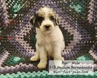 Rex F1B Medium Bernedoodle, a male Bernedoodle and Poodle - Standard  for sale in Huntington, IN – 2 of 9