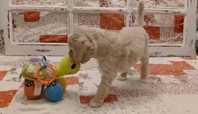 Peggy F1B Medium Goldendoodle, a female Goldendoodle and Poodle - Standard  for sale in Huntington, IN – 3 of 7