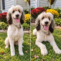 Indy, a female Bernedoodle for sale in Huntington, IN – 1 of 1