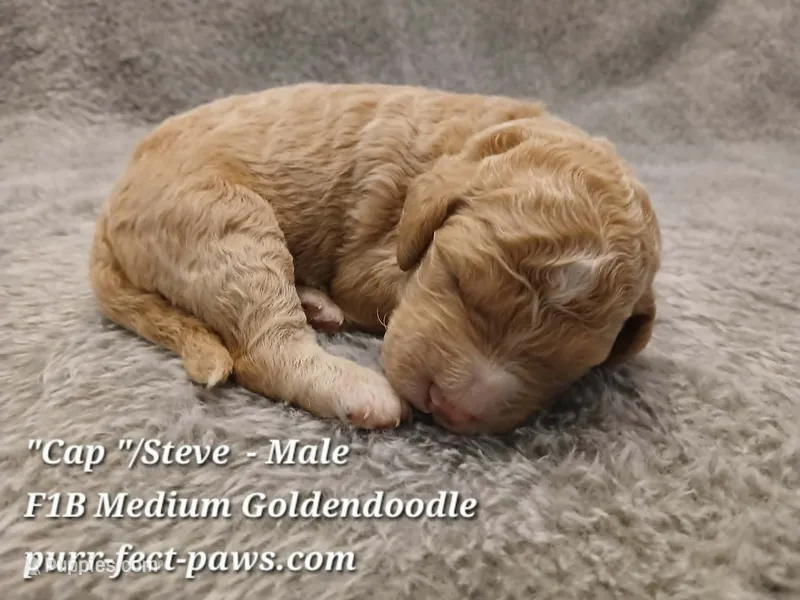 "Cap"/Steve F1B Medium Goldendoodle – Goldendoodle puppy for sale in Huntington, IN