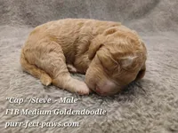 "Cap"/Steve F1B Medium Goldendoodle, a male Goldendoodle for sale in Huntington, IN – 1 of 4