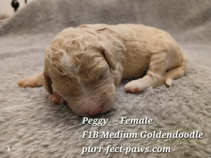 Peggy F1B Medium Goldendoodle – Goldendoodle puppy for sale in Huntington, IN