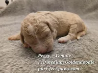 Peggy F1B Medium Goldendoodle, a female Goldendoodle for sale in Huntington, IN – 1 of 4