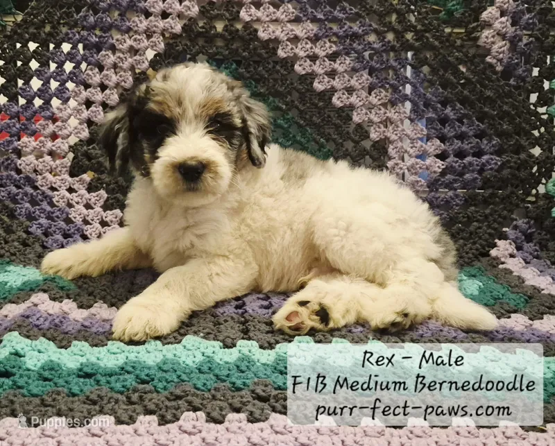 Rex F1B Medium Bernedoodle – Bernedoodle, Poodle - Standard  puppy for sale in Huntington, IN