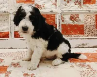 Skywalker F1B Medium Bernedoodle, a male Bernedoodle and Poodle - Standard  for sale in Huntington, IN – 2 of 7