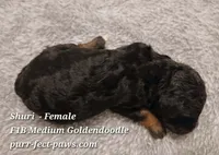 Shuri F1B Medium Goldendoodle, a female Goldendoodle for sale in Huntington, IN – 4 of 4