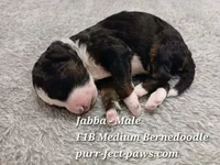 Jabba F1B Medium Bernedoodle, a male Bernedoodle for sale in Huntington, IN – 3 of 4