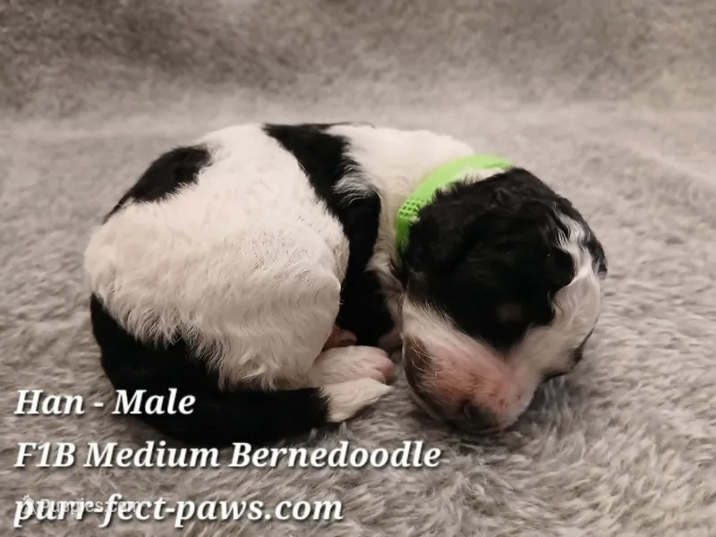 Han F1B Medium Bernedoodle – Bernedoodle puppy for sale in Huntington, IN