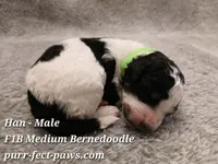 Han F1B Medium Bernedoodle, a male Bernedoodle for sale in Huntington, IN – 1 of 4