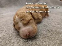 Scarlet F1B Medium Goldendoodle, a female Goldendoodle for sale in Huntington, IN – 3 of 4