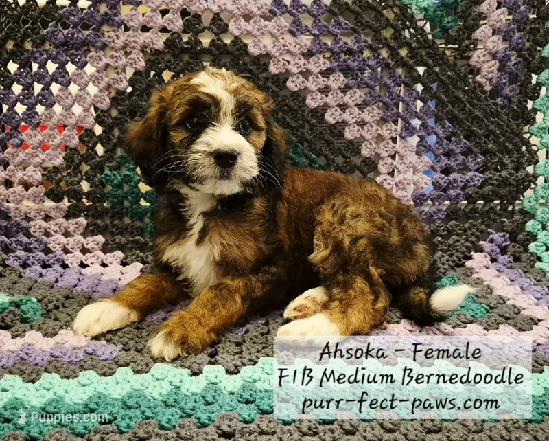Ahsoka F1B Medium Bernedoodle – Bernedoodle, Poodle - Standard  puppy for sale in Huntington, IN