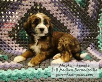 Ahsoka F1B Medium Bernedoodle, a female Bernedoodle and Poodle - Standard  for sale in Huntington, IN – 1 of 9