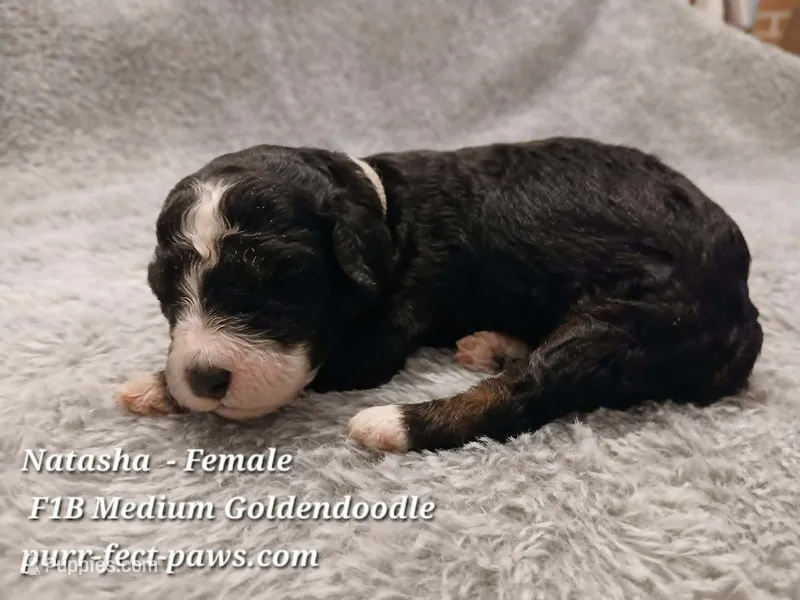 Natasha F1B Medium Goldendoodle – Goldendoodle puppy for sale in Huntington, IN
