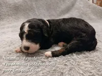 Natasha F1B Medium Goldendoodle, a female Goldendoodle for sale in Huntington, IN – 1 of 4