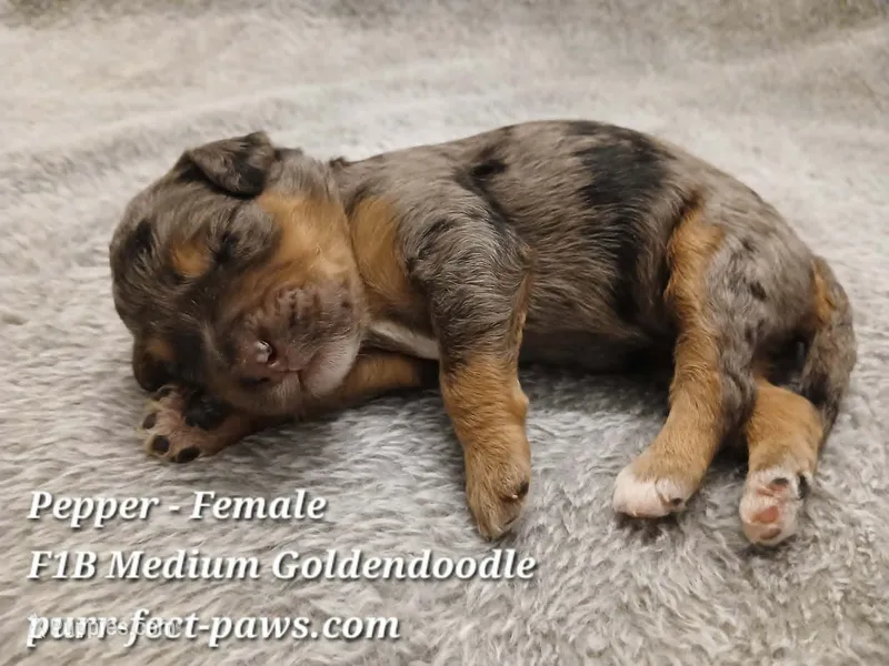 Pepper F1B Medium Goldendoodle – Goldendoodle puppy for sale in Huntington, IN
