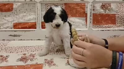 Han F1B Medium Bernedoodle, a male Bernedoodle and Poodle - Standard  for sale in Huntington, IN – 3 of 7
