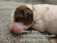Chewy F1B Medium Bernedoodle, a male Bernedoodle for sale in Huntington, IN – 2 of 4