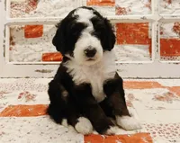 Jabba F1B Medium Bernedoodle, a male Bernedoodle and Poodle - Standard  for sale in Huntington, IN – 4 of 9