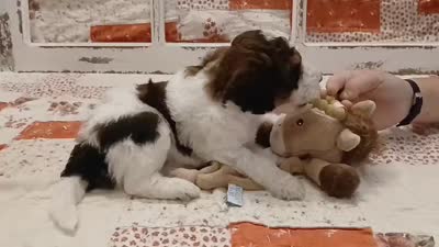 Lucas F1B Medium Bernedoodle, a male Bernedoodle and Poodle - Standard  for sale in Huntington, IN – 3 of 7