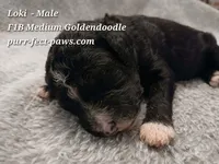 Loki F1B Medium Goldendoodle, a male Goldendoodle for sale in Huntington, IN – 2 of 4