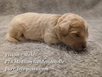 Vision F1B Medium Goldendoodle, a male Goldendoodle for sale in Huntington, IN – 3 of 4