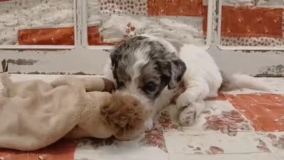 Rex F1B Medium Bernedoodle, a male Bernedoodle and Poodle - Standard  for sale in Huntington, IN – 3 of 7