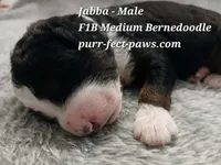 Jabba F1B Medium Bernedoodle, a male Bernedoodle for sale in Huntington, IN – 4 of 4