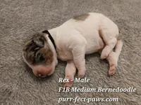 Rex F1B Medium Bernedoodle, a male Bernedoodle for sale in Huntington, IN – 3 of 4