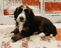 Wren F1B Medium Bernedoodle, a male Bernedoodle for sale in Huntington, IN – 1 of 7