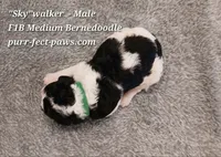 Skywalker F1B Medium Bernedoodle, a male Bernedoodle for sale in Huntington, IN – 4 of 4