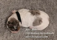Rex F1B Medium Bernedoodle, a male Bernedoodle for sale in Huntington, IN – 4 of 4