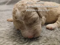 Peggy F1B Medium Goldendoodle, a female Goldendoodle for sale in Huntington, IN – 3 of 4