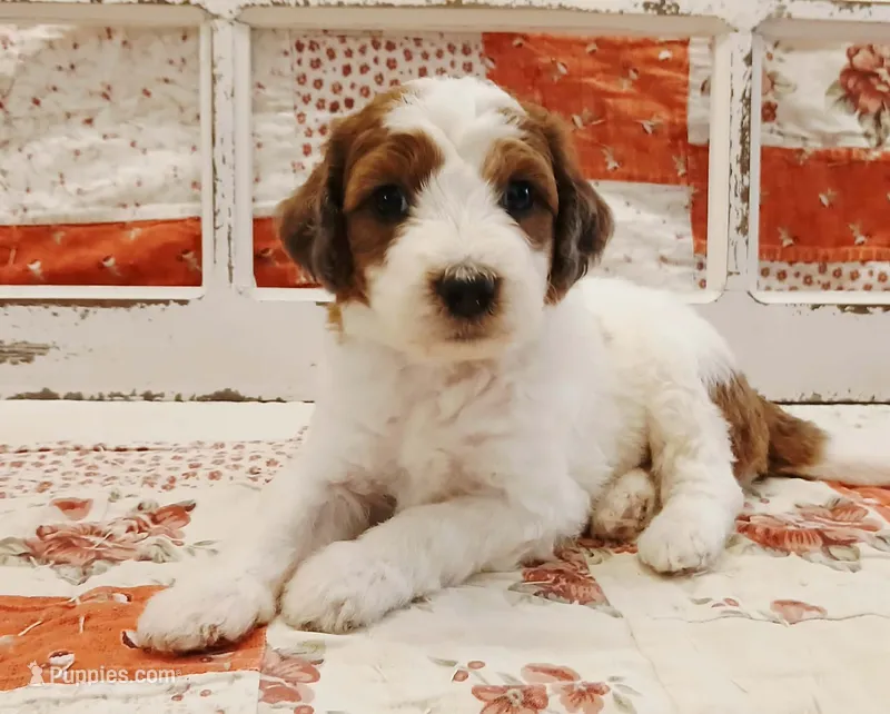 Chewy F1B Medium Bernedoodle – Bernedoodle puppy for sale in Huntington, IN