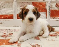 Chewy F1B Medium Bernedoodle, a male Bernedoodle and Poodle - Standard  for sale in Huntington, IN – 1 of 7