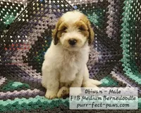 Obiwan F1B Medium Bernedoodle, a male Bernedoodle and Poodle - Standard  for sale in Huntington, IN – 2 of 9