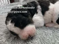 Skywalker F1B Medium Bernedoodle, a male Bernedoodle for sale in Huntington, IN – 3 of 4