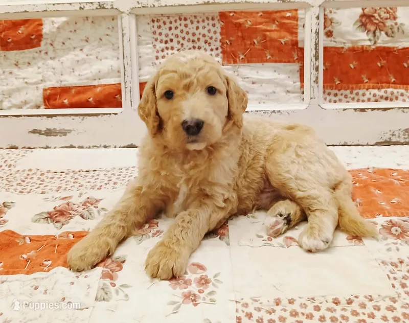 Quill F1B Medium Goldendoodle – Goldendoodle puppy for sale in Huntington, IN