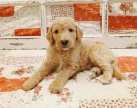 Quill F1B Medium Goldendoodle, a male Goldendoodle and Poodle - Standard  for sale in Huntington, IN – 1 of 7