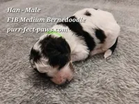 Han F1B Medium Bernedoodle, a male Bernedoodle for sale in Huntington, IN – 3 of 4