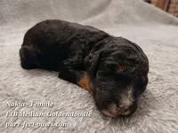 Nakia F1B Medium Goldendoodle, a female Goldendoodle for sale in Huntington, IN – 2 of 4