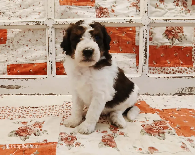 Lucas F1B Medium Bernedoodle – Bernedoodle puppy for sale in Huntington, IN