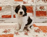 Lucas F1B Medium Bernedoodle, a male Bernedoodle and Poodle - Standard  for sale in Huntington, IN – 1 of 7