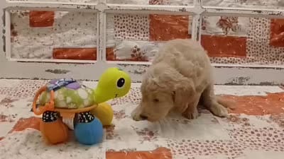 Quill F1B Medium Goldendoodle, a male Goldendoodle and Poodle - Standard  for sale in Huntington, IN – 3 of 7