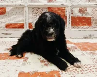 Loki F1B Medium Goldendoodle, a male Goldendoodle and Poodle - Standard  for sale in Huntington, IN – 1 of 7